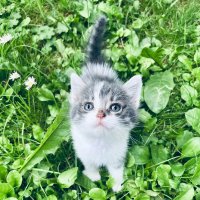 Домашние животные