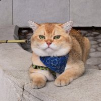 С Днём кошек!