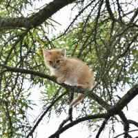 Домашние животные