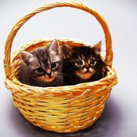 Котята в корзинке..