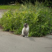 Котейка