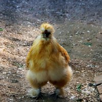 курица китайская шелковая