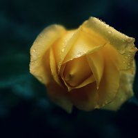 Одна роза может быть целым садом, если смотреть на неё с сердцем.