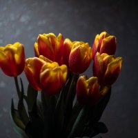 Тюльпанов мартовских явленье. :: Анатолий Щербак