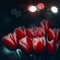 Тюльпаны у весеннего окна, дождём омытого вчерашней ночью. :: Анатолий Щербак