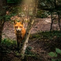 Лисенок в горах Горячего Ключа