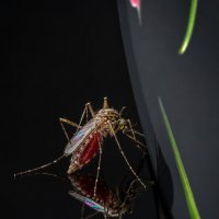 Мелочь пузатая
