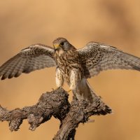 Дикие животные