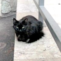 Черная кошка