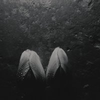 Мартовские тюльпаны.
