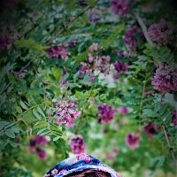 Акация :: Лана 