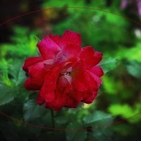 Летний фотоэтюд :: Владимир Кроливец