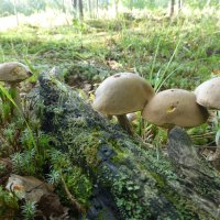 Август...Грибы на лесной полянке!. :: Владимир 