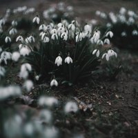 Подснежников мартовских цвет. :: Анатолий Щербак