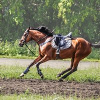 Конь