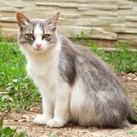 Кошачий летний променад..