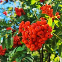 Мобильное фото