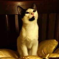 Фантюша