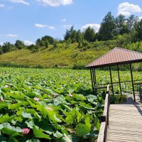 Подгнила :: Сеня Белгородский