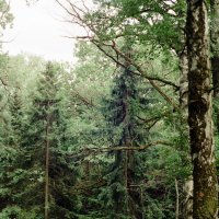 Mysterious forest :: Виталий Потапкин