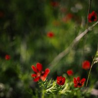 Природа