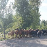 Ак Булак.