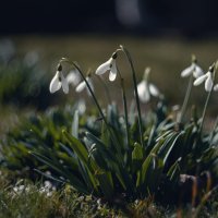 Мартовских подснежников обитель.