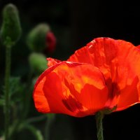 Пламенеют маки... :: Татьяна Гнездилова Пламенеют маки... :: Татьяна Гнездилова