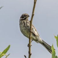 камышовка