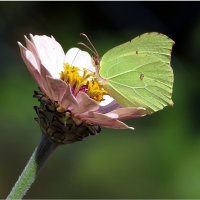 У меня НА Даче... Бабочка🦋 :: "The Natural World" Александер У меня НА Даче... Бабочка🦋 :: "The Natural World" Александер