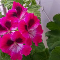 королевская пеларгония