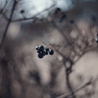 Мгновения юного Марта. :: Анатолий Щербак
