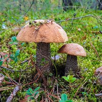 Сезон тихой охоты