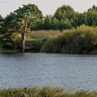 Пейзаж с сосной.