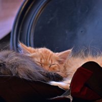 Домашние животные :: Вадим 