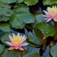 Кувшинки "Pink Nymphaea" (Пинк Нимфа)