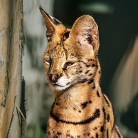 Сервал :: SanSan 