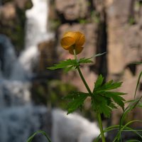 Купальница у водопада