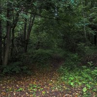 По Лесным Доржкам