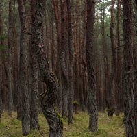 "Танцующий лес".