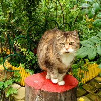 Котосессия :: Мария Васильева