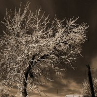 Тополь :: SanSan 