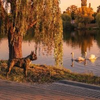Вечерняя прогулка