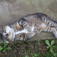 - Я сладенький пирожочек
