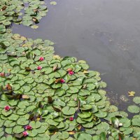 кувшинки