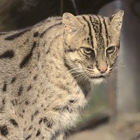 кот виверровый