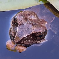Чудовище дачного пруда :: Сергей Сомихин Чудовище дачного пруда :: Сергей Сомихин