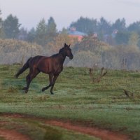 Утренний забег. :: Виктор Евстратов Утренний забег. :: Виктор Евстратов