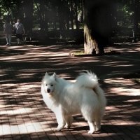 Мобильное фото