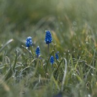 Забавные мускари. :: Анатолий Щербак Забавные мускари. :: Анатолий Щербак
